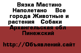 Вязка Мастино Наполетано  - Все города Животные и растения » Собаки   . Архангельская обл.,Пинежский 